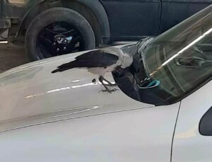 Karga Anahtarı Çaldı, Çalışanları 2 Saat Peşinden Koşturdu
