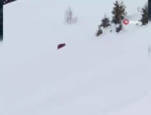 Rizeli Vatandaş Kış Uykusuna Yatmayan Ayıya Seslendi