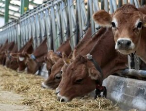 Türkiye, Avrupa’daki mavi dil hastalığı nedeniyle hayvan ithalatını durdurdu