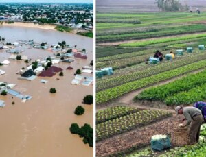 OECD: Küresel tarım sektörü zorluklarla karşı karşıya