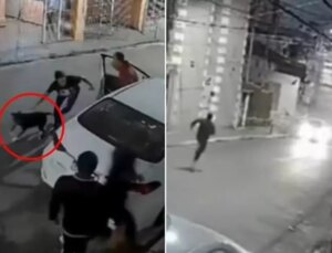 Pit bull köpeğini saldırganların üzerine salarak ailesini kurtardı