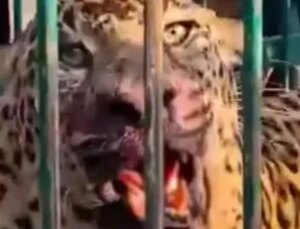 2 yaşındaki çocuk, bahçede oynadığı sırada leopar saldırısı sonucu hayatını kaybetti