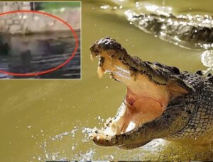 Göle düşen cam temizleyicisi timsaha yem oldu