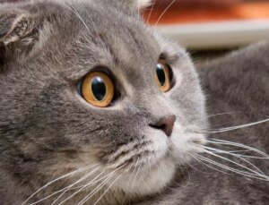 Hollanda Scottish ve Sphynx cinsi kedilerin sahiplenilmesini yasakladı