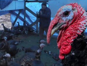 Fiyatı 800 lira zamlanan hindi elde kaldı