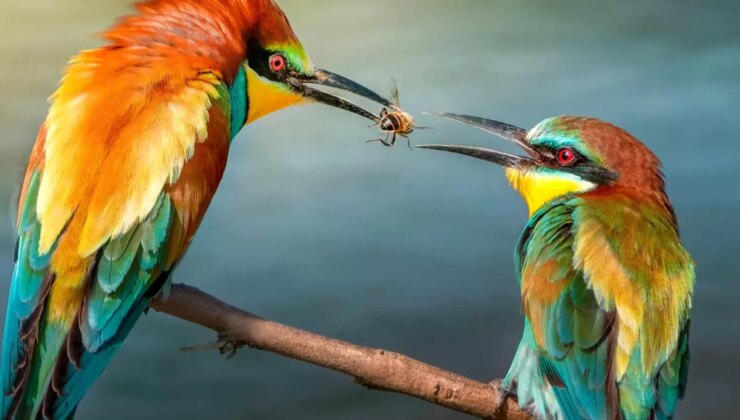 Hayvanlar Arasında Hediyeleşme: Romantik Jestlerin Evrimi