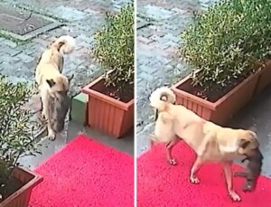 Sahipsiz köpek, ölmek üzere olan yavrusunu veterinere getirdi