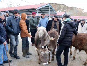 Oltu Canlı Hayvan Pazarı Bir Aydan Sonra Yeniden Açıldı
