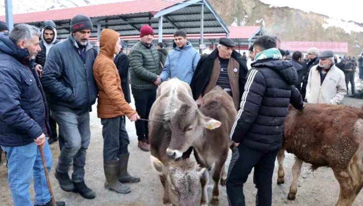 Oltu Canlı Hayvan Pazarı Bir Aydan Sonra Yeniden Açıldı