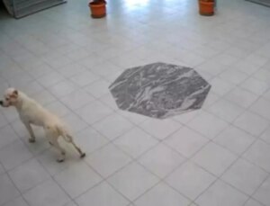 Kosova’da Okula Giren Köpek, 4 Çocuğu Yaraladı