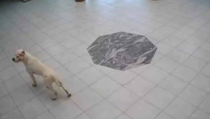 Kosova’da Okula Giren Köpek, 4 Çocuğu Yaraladı