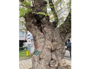 Asırlık ağacın yaraları sarıldı