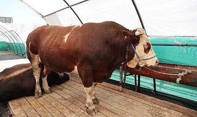 Bağcılar’da kurban pazarının gözdesi “Şampiyon”