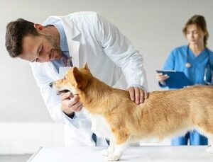 Boehringer Ingelheim’dan Veteriner Doktorlara Yönelik Araştırma