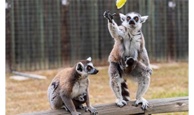 İzmir Doğal Ömür Parkı’nda bebek heyecanı