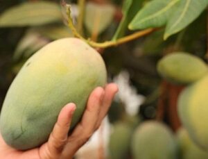 Lider Böcek’ten avokado ve mango hasadı