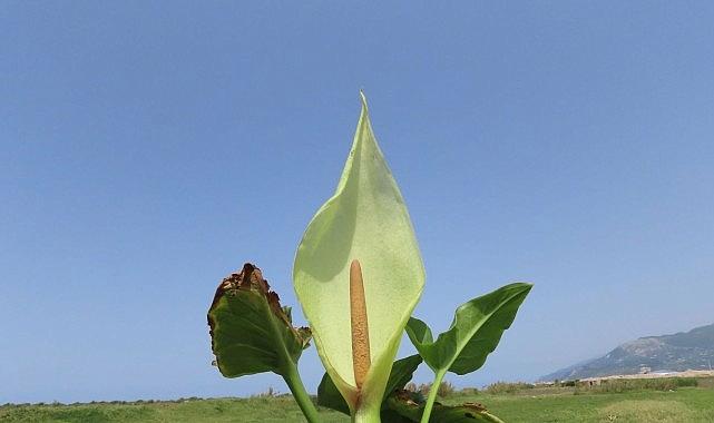 Milleyha kuşcennetinden yeni bir Yılanyastığı çeşidi keşfedildi: “Milleyha tırşığı”