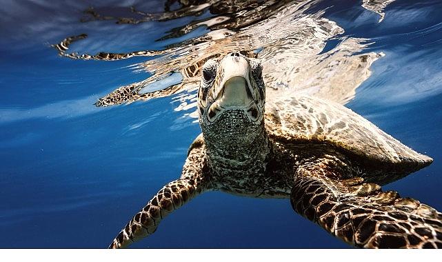 Tabiatla Birlikte Varız: Biyolojik Çeşitliliği Korumak Hayatı Korumaktır