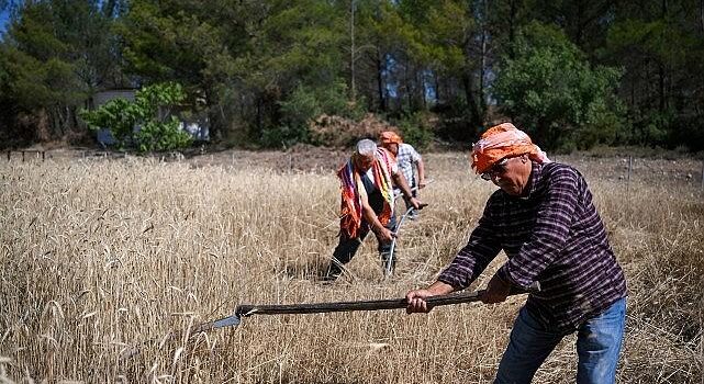 5 tonluk buğday mahallî üreticiye nefes olacak