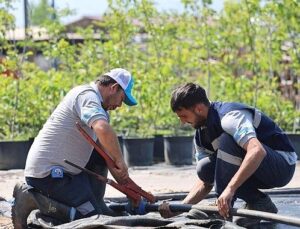 Büyükşehir’in fidanlığı Kocaeli’ni yeşillendiriyor