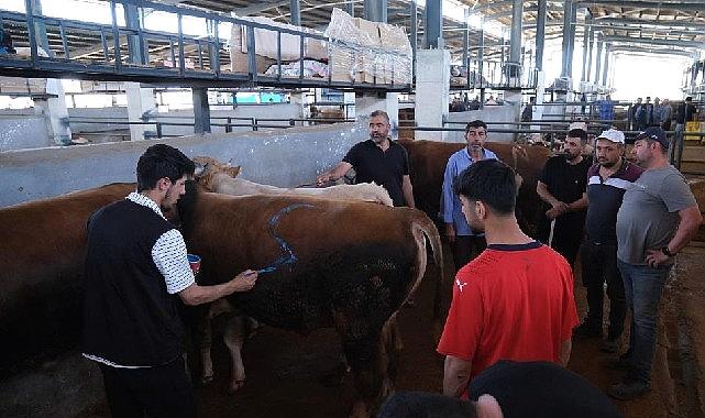 İnegöl Çağdaş Hayvan Pazarı Beşinci Sefer Bayram Sevinci Yaşattı