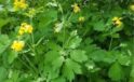 Kırlangıç Otu (Chelidonium majus) ve Sağlığa Faydaları