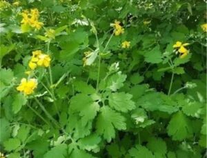 Kırlangıç Otu (Chelidonium majus) ve Sağlığa Faydaları