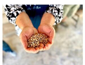 Köylünün toprağına, Urla’nın börülcesine sahip çıkıyoruz