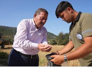 Milas Belediyesi Karakılçık Buğday Hasadı Gerçekleştirdi