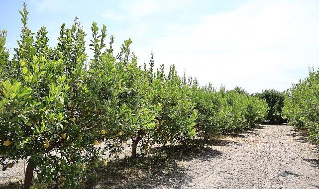 Organik atıklar toprak güzelleştirici esere dönüştürüldü