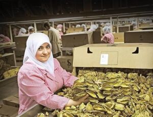 Tütün dalı 7 yıl sonra ihracatta 1 milyar dolar hududunu aştı