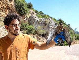 Yetişkinliğe erişen kerkenez yavruları doğal ortamlarına bırakıldı