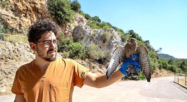 Yetişkinliğe erişen kerkenez yavruları doğal ortamlarına bırakıldı