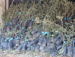 19 ilçede 2 bin üreticiye 40 bin zeytin fidanı dağıtılacak