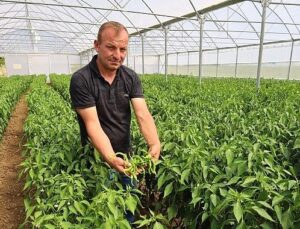 Çağdaş seralarda hasat rahmeti