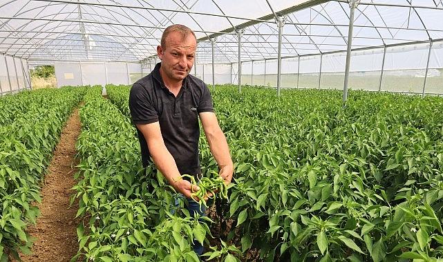 Çağdaş seralarda hasat rahmeti