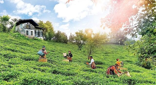 Doğuş Çay Yılda 2 Milyon Ton Tarım Eserini İktisada Kazandırıyor