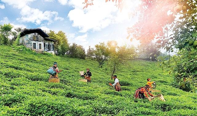 Doğuş Çay Yılda 2 Milyon Ton Tarım Eserini İktisada Kazandırıyor