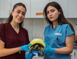 İzmir’de yangından kurtarılan kaplumbağanın tedavisi sürüyor