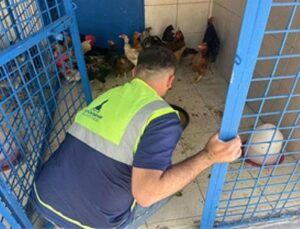 İzmir’deki yangından kurtarılan tavuklarına kavuştu