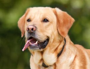 Köpeğinizi gezdirirken keneye karşı önlem alın!