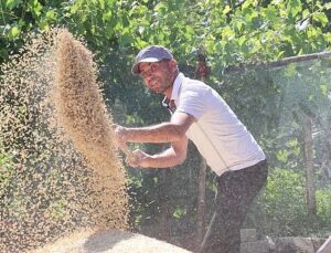 Korkuteli Yeşiloba Yaylası’nda buğday hasadı başladı