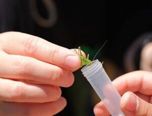 Kuzuyayla’da biyoçeşitlilik haritası çıkarıldı
