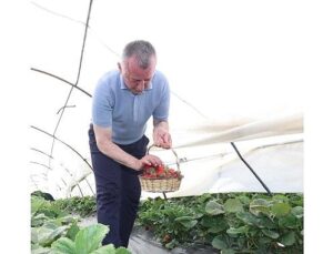 Lider Büyükakın çilek hasadına katıldı