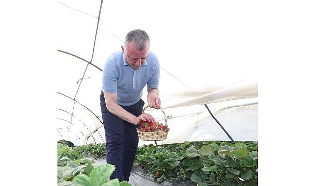Lider Büyükakın çilek hasadına katıldı