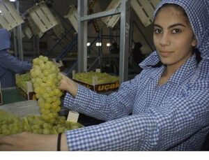 Superior Seedless çeşidi sofralık üzümün ihracat seyahati 16 Temmuz’da başladı