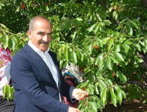 Uçak; “Don kirazı, kiraz ihracatı vurdu”