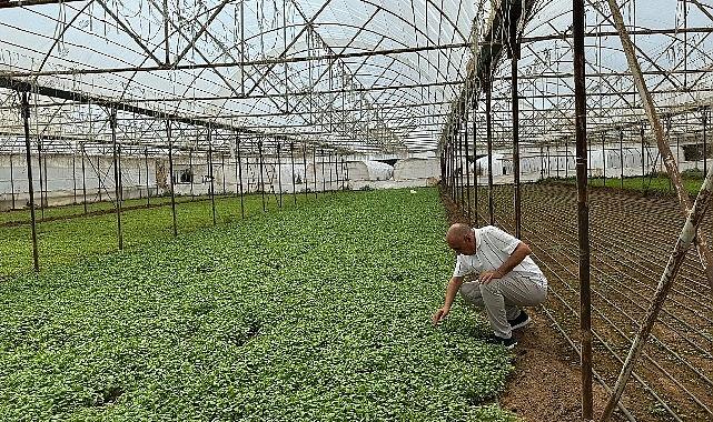 Asan Tarım’dan kuraklıkla gayrette yerli tahlil: Damla Sulama Projesi Başladı