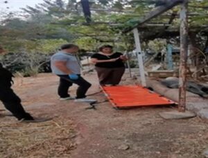 Ateşli silahla yaralanan domuz Doğal Ömür Parkı’nda sıhhatine kavuştu