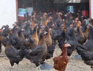 Büyükşehir, yüzde 50 hibeli 16 bin tavuk dağıttı